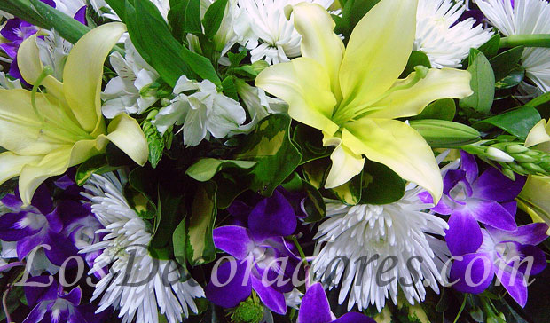 Lirios, orqu�deas, astromelias, moon y espuela de caballero